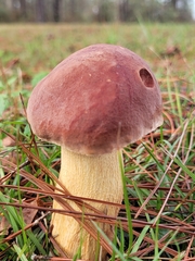 Boletus pseudopinophilus