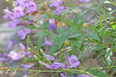 Penstemon platyphyllus