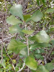 Quercus myrtifolia