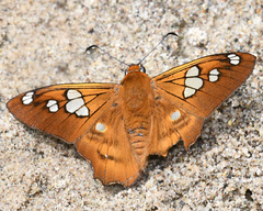 Myscelus phoronis