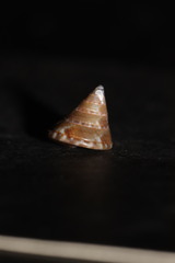 Calliostoma conulus