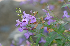 Penstemon platyphyllus