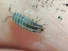 Porcellionides sexfasciatus