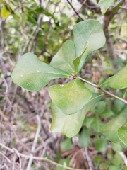 Quercus myrtifolia
