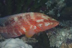 Cephalopholis miniata