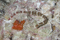 Corythoichthys amplexus