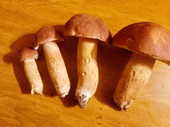 Boletus pseudopinophilus