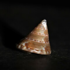 Calliostoma conulus