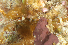 Corythoichthys amplexus
