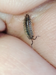 Porcellionides sexfasciatus