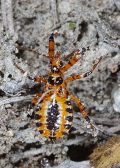 Rhynocoris