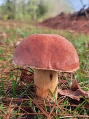 Boletus pseudopinophilus