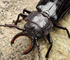 Mallodon chevrolatii