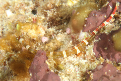 Corythoichthys amplexus