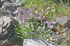 Penstemon platyphyllus