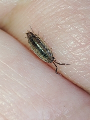 Porcellionides sexfasciatus