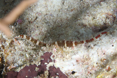 Corythoichthys amplexus