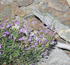 Penstemon platyphyllus