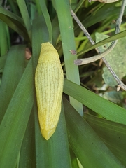 Elisolimax flavescens