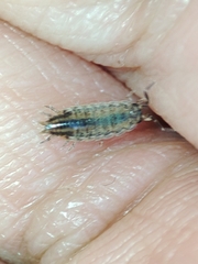 Porcellionides sexfasciatus