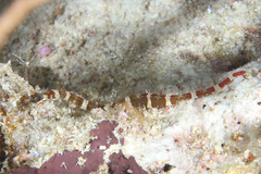 Corythoichthys amplexus