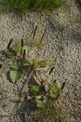 Plantago major intermedia