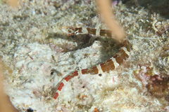 Corythoichthys amplexus