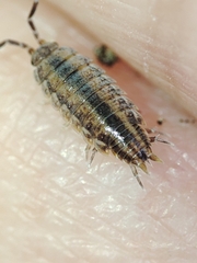 Porcellionides sexfasciatus