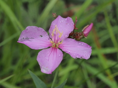 Rhexia nashii