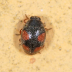 Scymnus frontalis