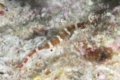 Corythoichthys amplexus