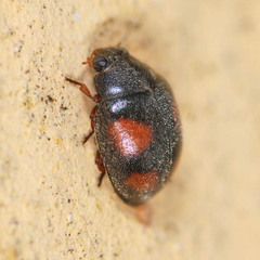 Scymnus frontalis