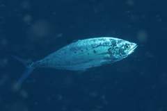 Scomberoides lysan