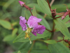 Rhexia nashii