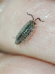 Porcellionides sexfasciatus