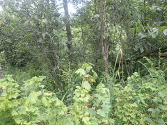 Ribes americanum