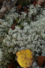 Cladonia rangiferina
