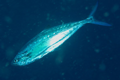 Scomberoides lysan