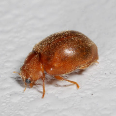 Scymnus abietis