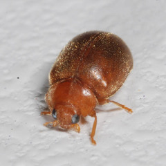 Scymnus abietis