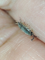Porcellionides sexfasciatus