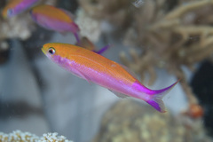 Luzonichthys waitei