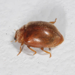 Scymnus abietis