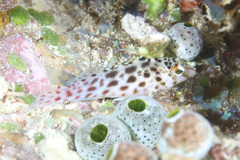 Cirrhitichthys oxycephalus