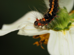Orvasca subnotata
