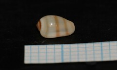 Gibberula miliaria