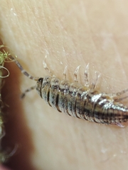 Porcellionides sexfasciatus