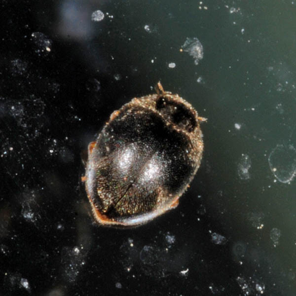 Oak Ladybird