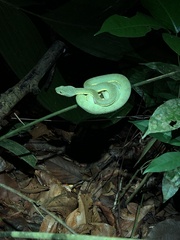 Bothrops bilineatus