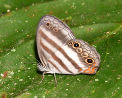 Pareuptychia binocula